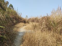 -黄埔油麻山森林公园