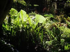 -中国科学院西双版纳热带植物园