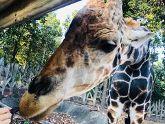 -清迈夜间动物园