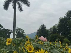 -广州市流溪河国家森林公园