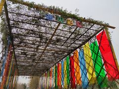 -天适樱花悠乐园