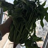 懒人版必备菠菜粉条炖肉,超级好吃。