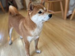 -柴の食堂·日式家庭料理·熊之肆(大学路店)