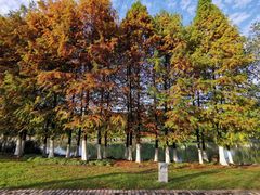 -九里河湿地公园