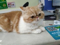 -瑞鹏宠物医院·猫科·宠保定点(梅溪湖分院)