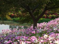 -花开海上生态园