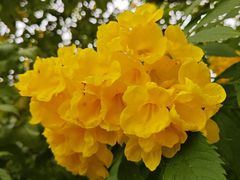-东莞植物园
