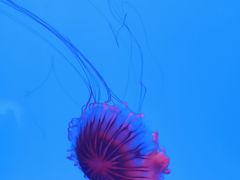 -上海海洋水族馆