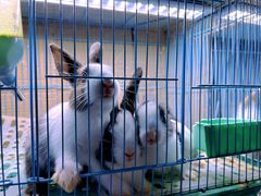 -青石桥花鸟鱼虫市场(叠翠城店)