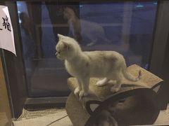 -吉丁鸟咖·异宠·寄养