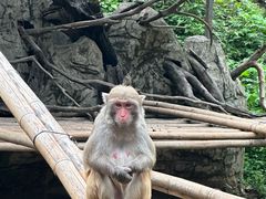 -西双版纳原始森林公园
