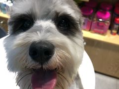 -帕帕拉兹宠物(亚洲旗舰店)