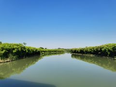 -大湾区中央湿地公园