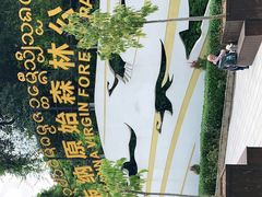 -西双版纳原始森林公园