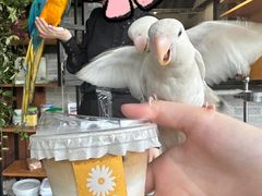 -吉丁鸟咖·异宠·寄养