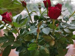 -鹿岛会员店 (龙湖三千集天街店)