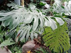 -北京植物园-展览温室