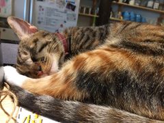 -猫的天空之城概念书店(杭州南宋御街店)