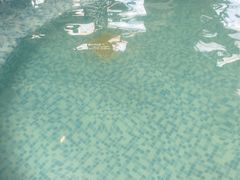 -大连金石滩绿发温泉假日酒店