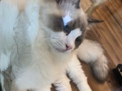 -袖虎·猫馆(体育西路店)