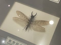 -上海昆虫博物馆