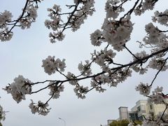 -高东镇樱花园