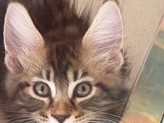 -糯米喵星人总部直营旗舰店·猫舍·幼猫出售