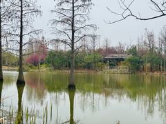 -上海长兴岛郊野公园