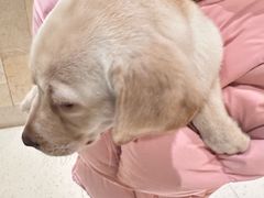 -帕帕拉兹宠物(亚洲旗舰店)