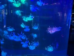 -重庆欢乐海底世界