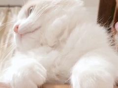 -猫十亿·布偶金渐层·曼基康矮脚猫舍(青年路店)