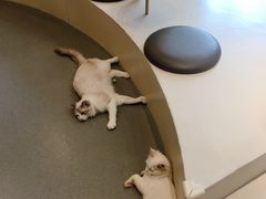 -飞行喵MR PILOT|猫舍·猫咖(静安大融城店)