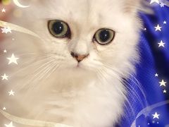 -东方名猫馆·英短金渐层布偶猫舍(环线广场1号楼店)