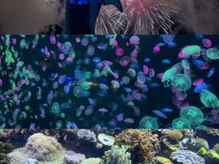-珠海长隆海洋王国