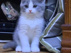 -宠爱多约克夏马尔济斯泰迪小型犬专卖