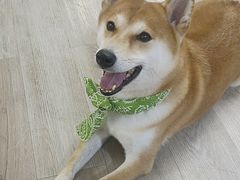 -柴迷FANS CLUB·柴犬狗咖·猫咖