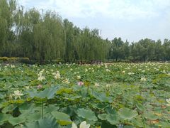-莲花池公园