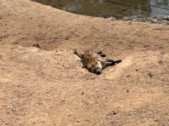 -西霞口神雕山野生动物世界