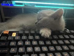 -lincat·猫舍(广州店)