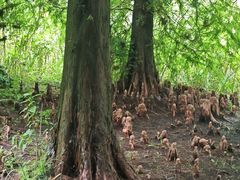 -溱湖国家湿地公园