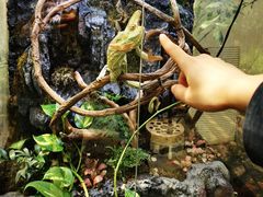 -上海大自然野生昆虫馆(东方明珠·爬宠昆虫探索中心)