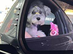 -FAELING PETS美天灵宠物(合生汇店)