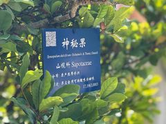 -中国科学院西双版纳热带植物园
