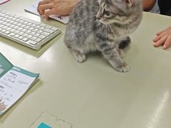 -瑞派动物医院·猫专科·至诚(江南中分院)