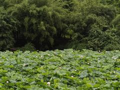 -龙头寺公园