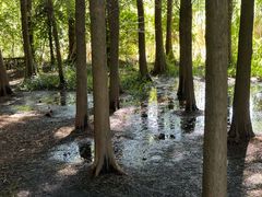 -溱湖国家湿地公园