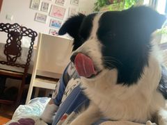 -爱侣宠医·鹦鹉专科·小型哺乳类·异宠专科(灵石路店)