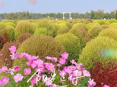 -花开海上生态园