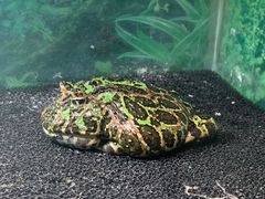 -上海大自然野生昆虫馆(东方明珠·爬宠昆虫探索中心)