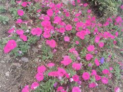 -王阿姨文昌油赞子(府桥街店)